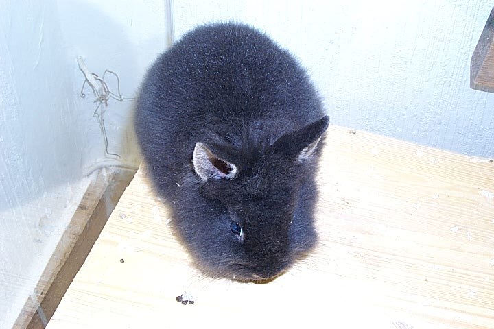 schwazzer L�we auf seinem Haus