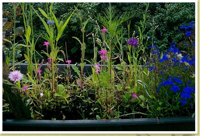 Blumenkasten1