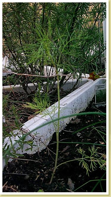 Dill