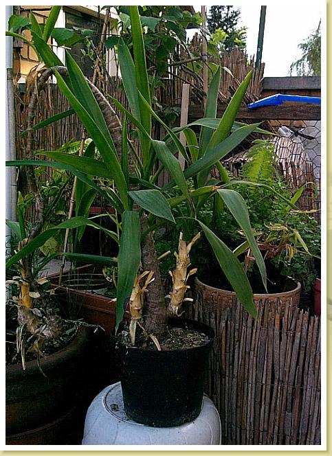 Palme