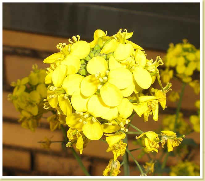 blume4