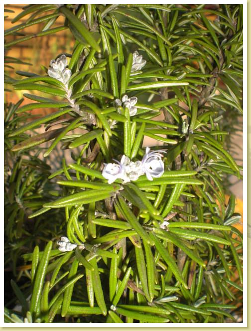 blume5