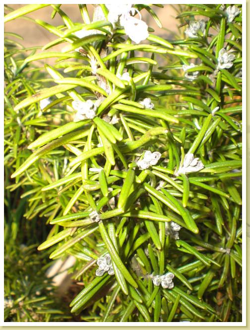 blume6