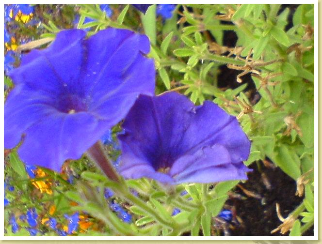 blumeblau