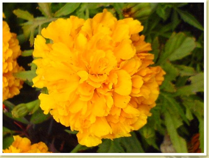 blumegelb