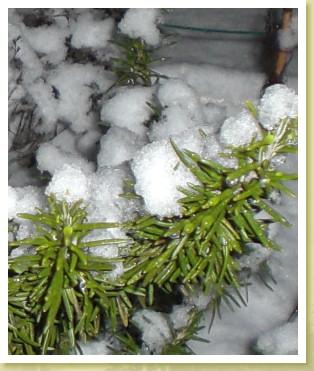schnee09b