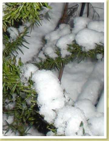 schnee09c