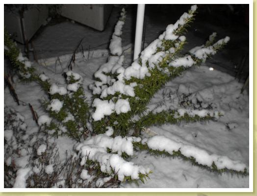 schnee09d