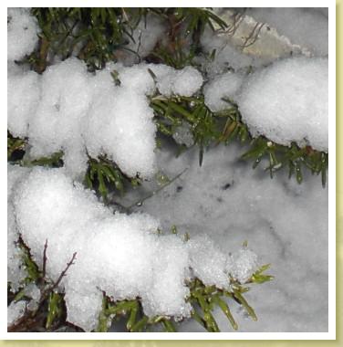 schnee09e