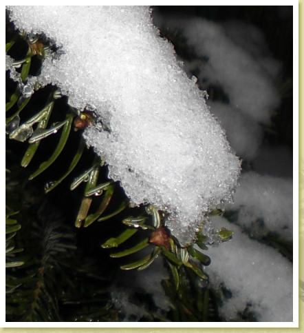 schnee09g