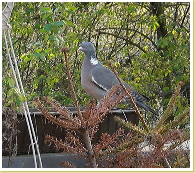taube1