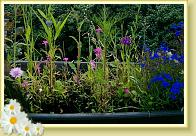 Blumenkasten1