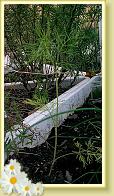 Dill