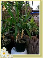 Palme