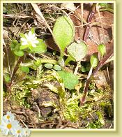blume3