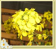 blume4