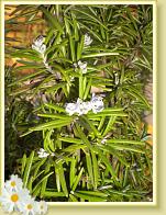 blume5