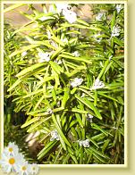 blume6