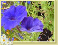 blumeblau