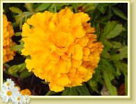 blumegelb