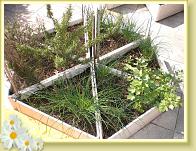 blumenbeet1