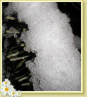 schnee09a