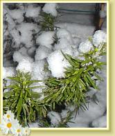 schnee09b