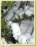schnee09c