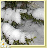 schnee09e