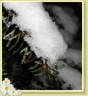 schnee09g