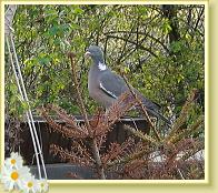 taube1