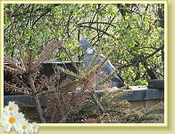 taube4