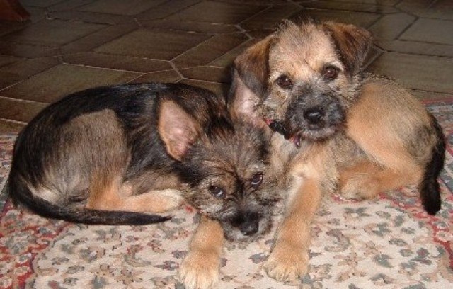 Kleine Hunde Suchen Ein Zuhause Nahe Oldenburg
